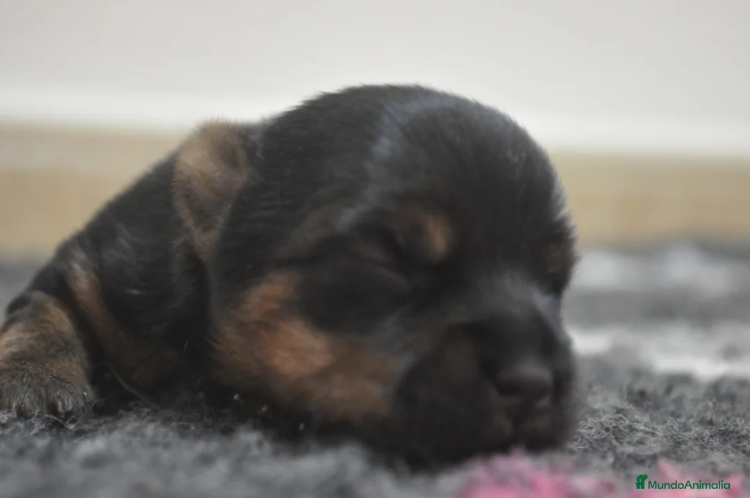 Yorkshire Terrier perros en venta: MAGNIFICOS EJEMPLARES - Anuncio 2