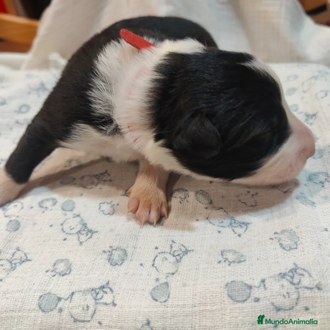 Border Collie perros en venta: Border collie blanco/negro disponibles - Anuncio 14