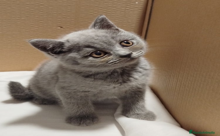 Británico de Pelo Corto Azul gatos - Anuncio 2