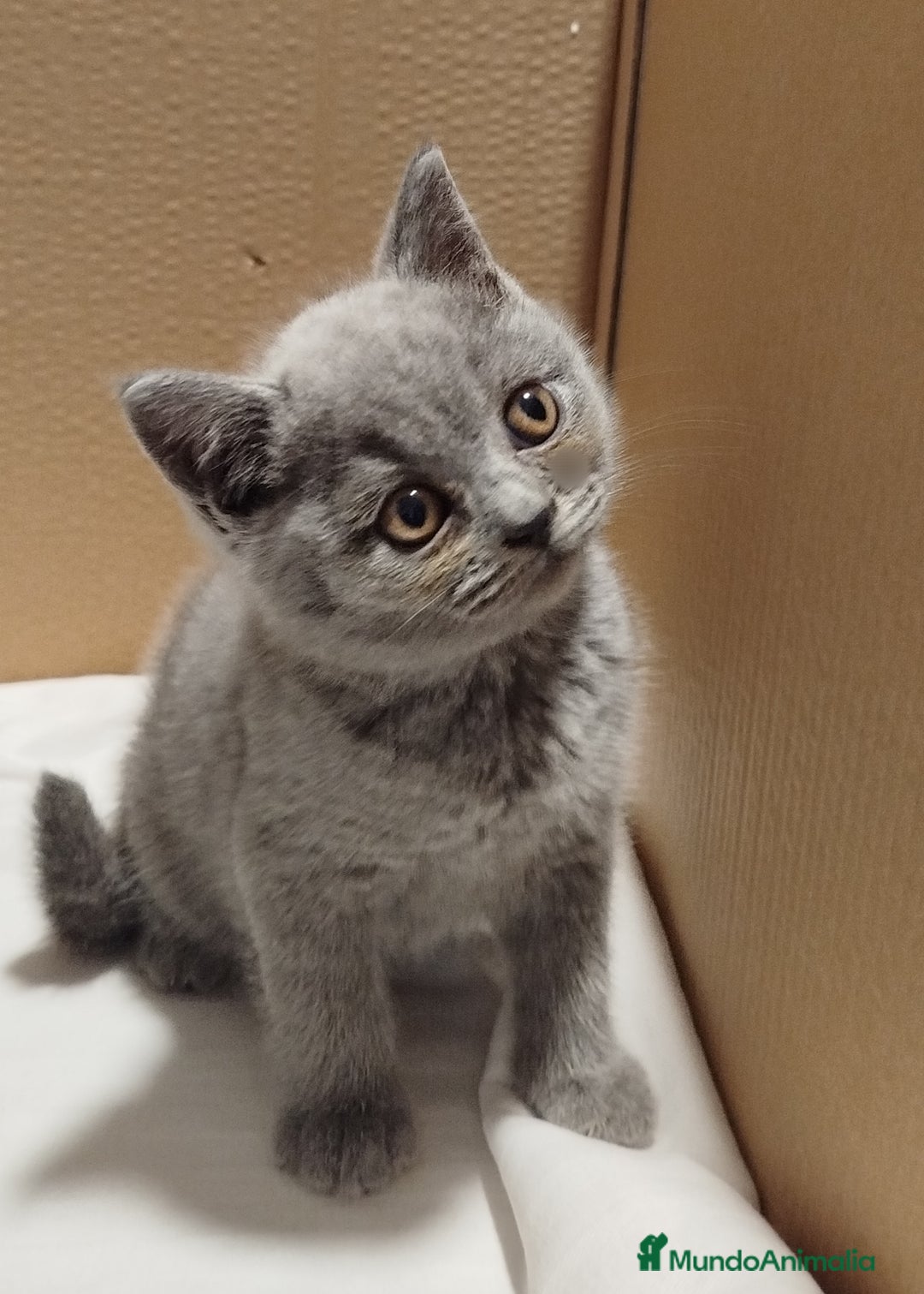 Británico de Pelo Corto Azul gatos en venta: British Shorthair  - Imagen 1