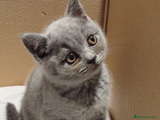 Británico de Pelo Corto Azul gatos - Anuncio 35