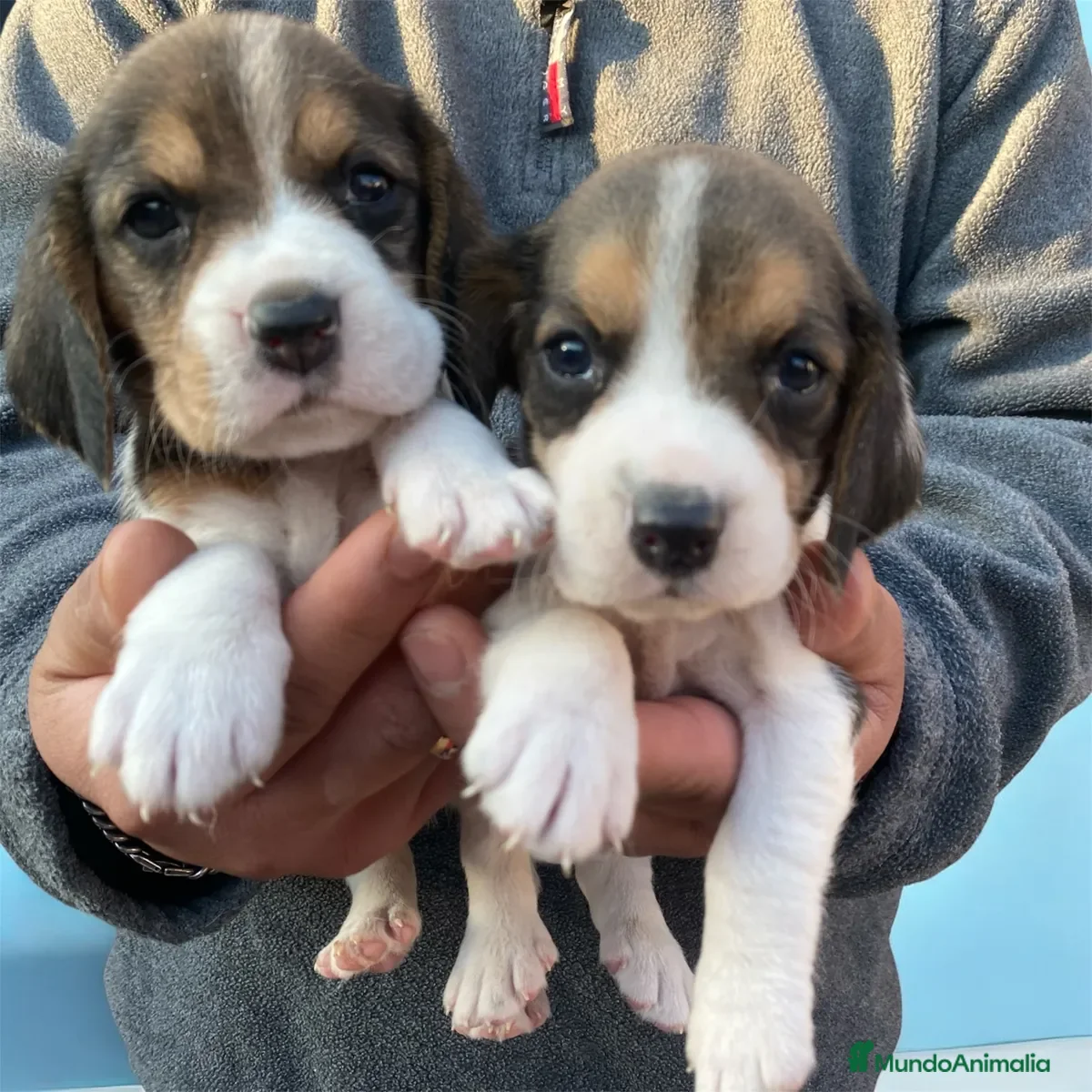 Beagle perros Beagle Cachorros - Anuncio 1