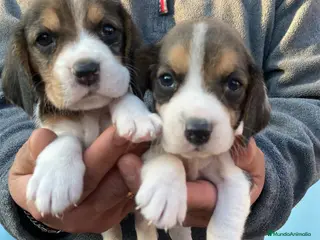 Beagle perros Beagle Cachorros - Anuncio 4