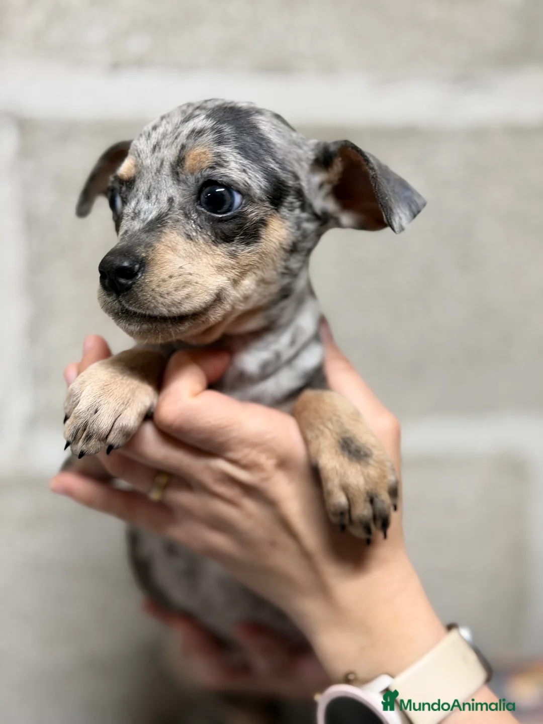 Pinscher Miniatura perros en venta: Minipincher Merle  - Anuncio 2