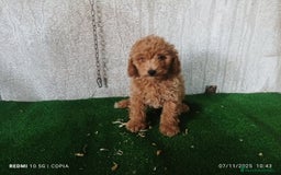 Caniche Toy perros en venta: caniche toy  - Imagen 3