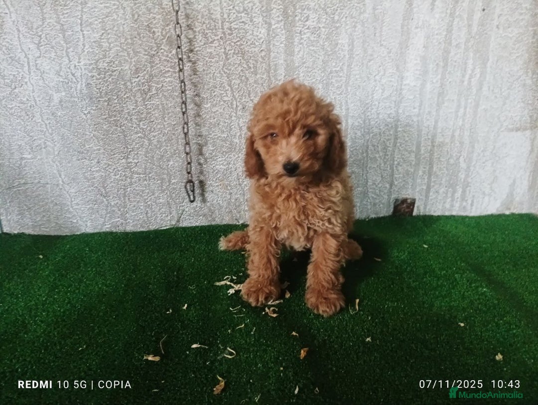 Caniche Toy perros en venta: caniche toy  - Imagen 3