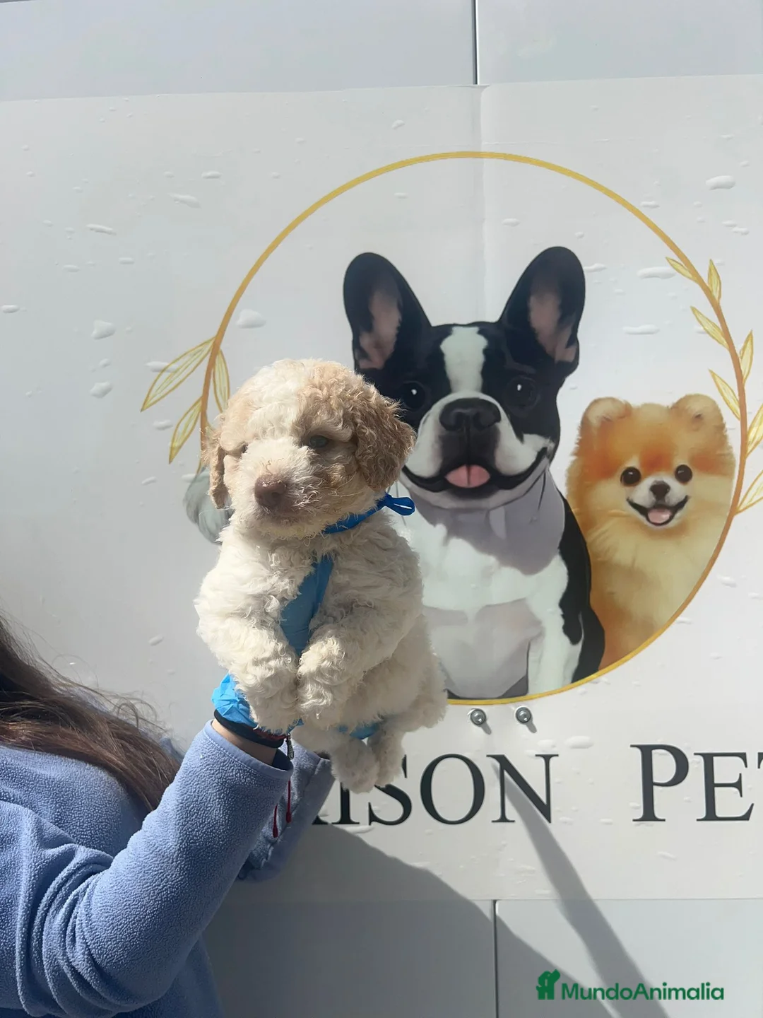 Perro de Agua Español perros en venta: Camada de perros de agua beige  - Anuncio 2