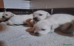 Golden Retriever perros en venta: NUEVAS CAMADAS GOLDEN RETRIEVER  - Imagen 3