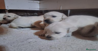 Golden Retriever perros - Propaganda 6