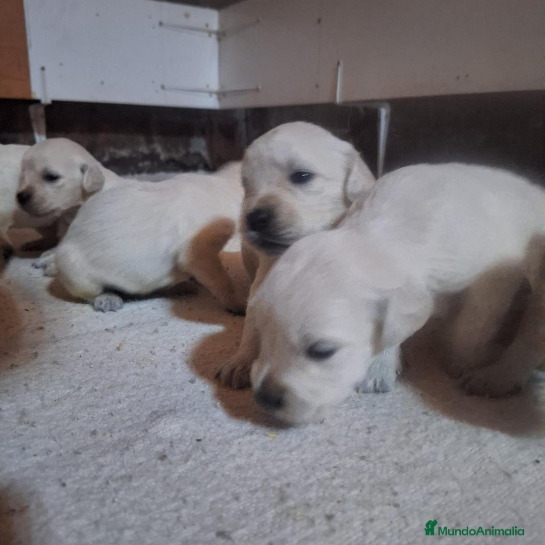 Golden Retriever perros en venta: NUEVAS CAMADAS GOLDEN RETRIEVER  - Imagen 3