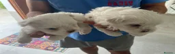 Bichón Maltés perros en venta: Bichon maltés  - Anuncio 8