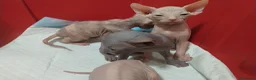 Sphynx gatos en venta: gatos sphynx  - Anuncio 3