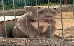 American Bully perros en venta: Cachorros de American Bully - Imagen 3