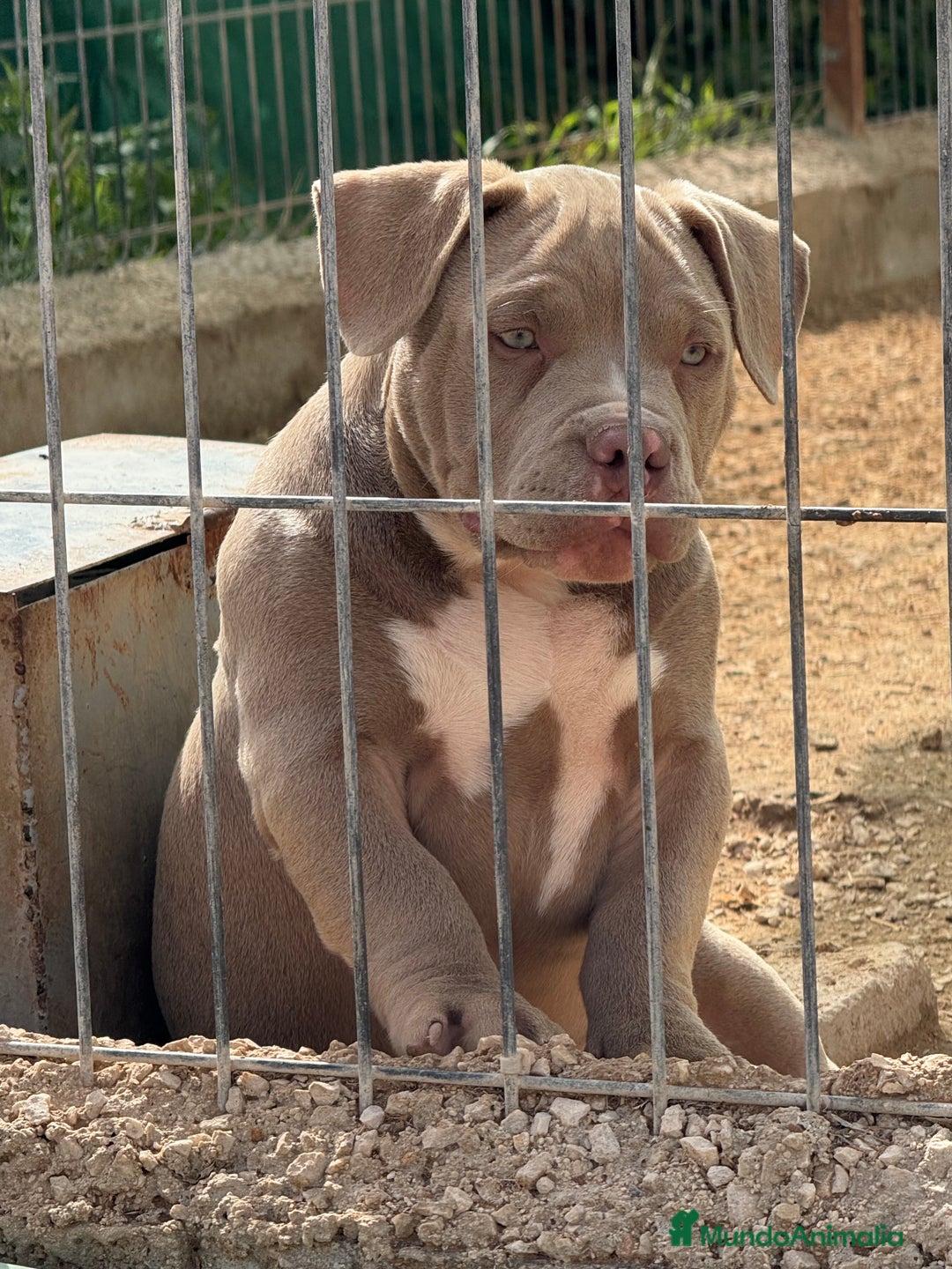 American Bully perros en venta: Cachorros de American Bully - Imagen 3