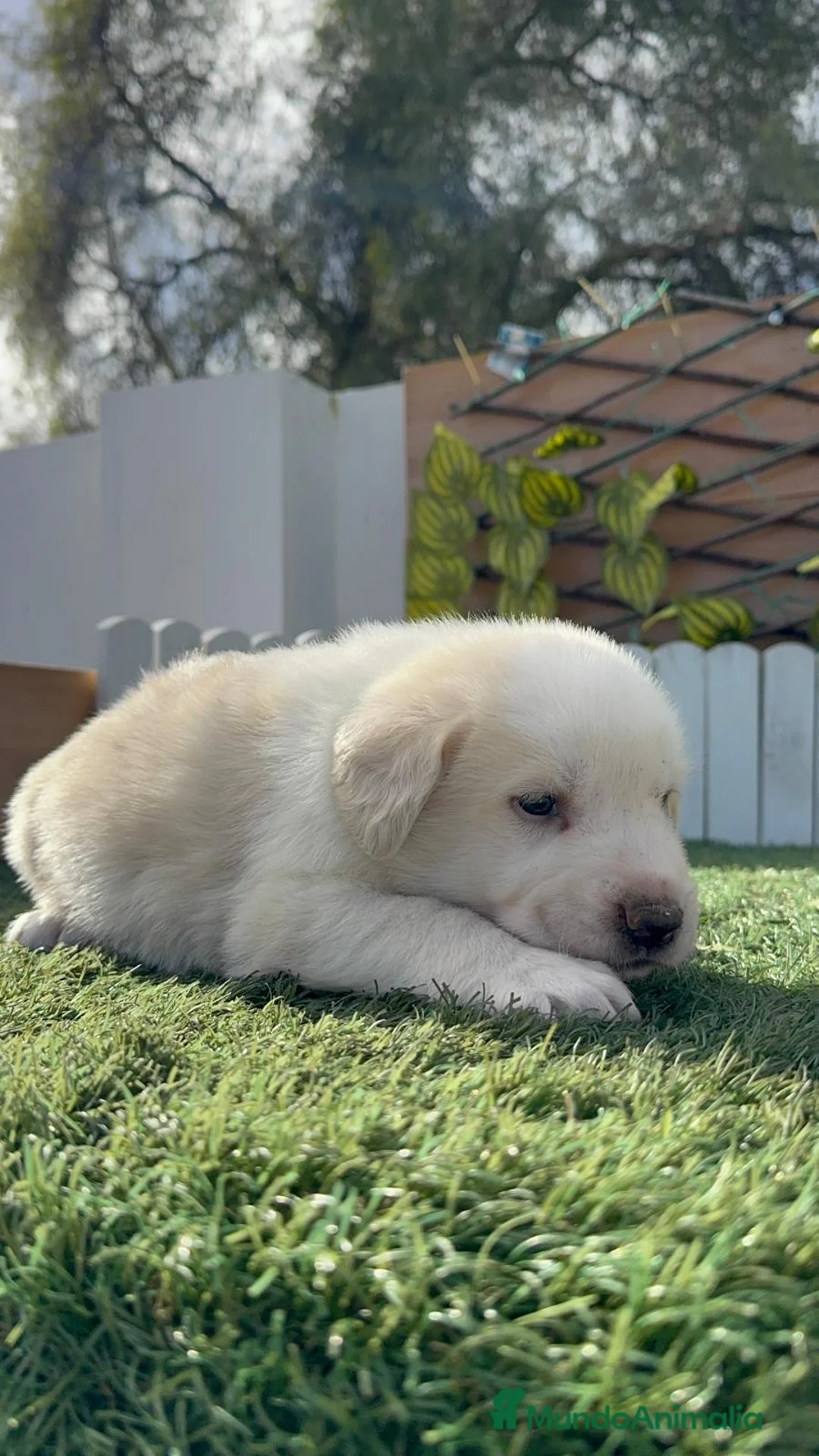 Mastín Español perros en venta: MASTIN ESPAÑOL - Anuncio 18