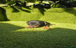 Teckel Miniatura perros en venta: camada teckel canichen muy pequeños  - Imagen 37