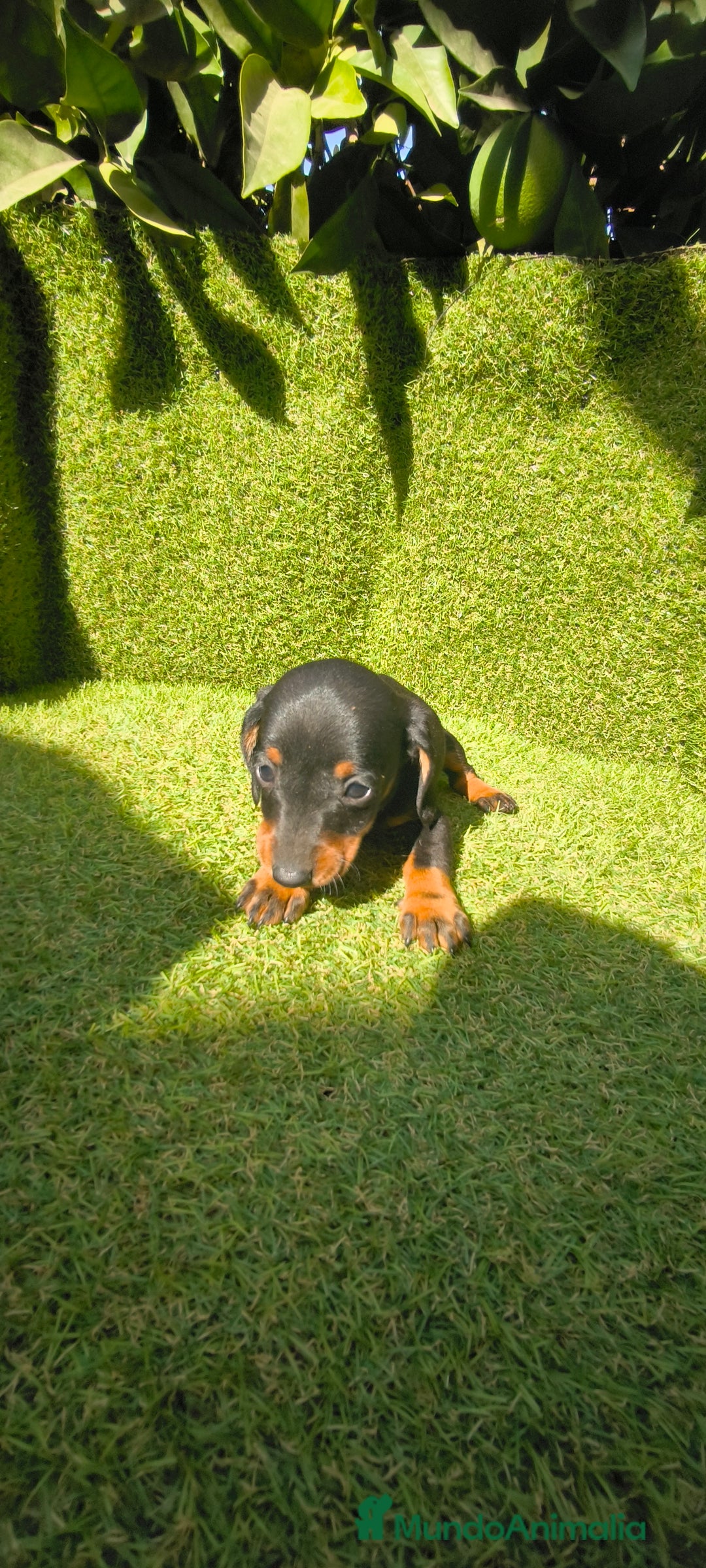 Teckel Miniatura perros en venta: camada teckel canichen muy pequeños  - Imagen 37