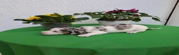 Teckel perros en venta: Teckel arlequin - Anuncio 5