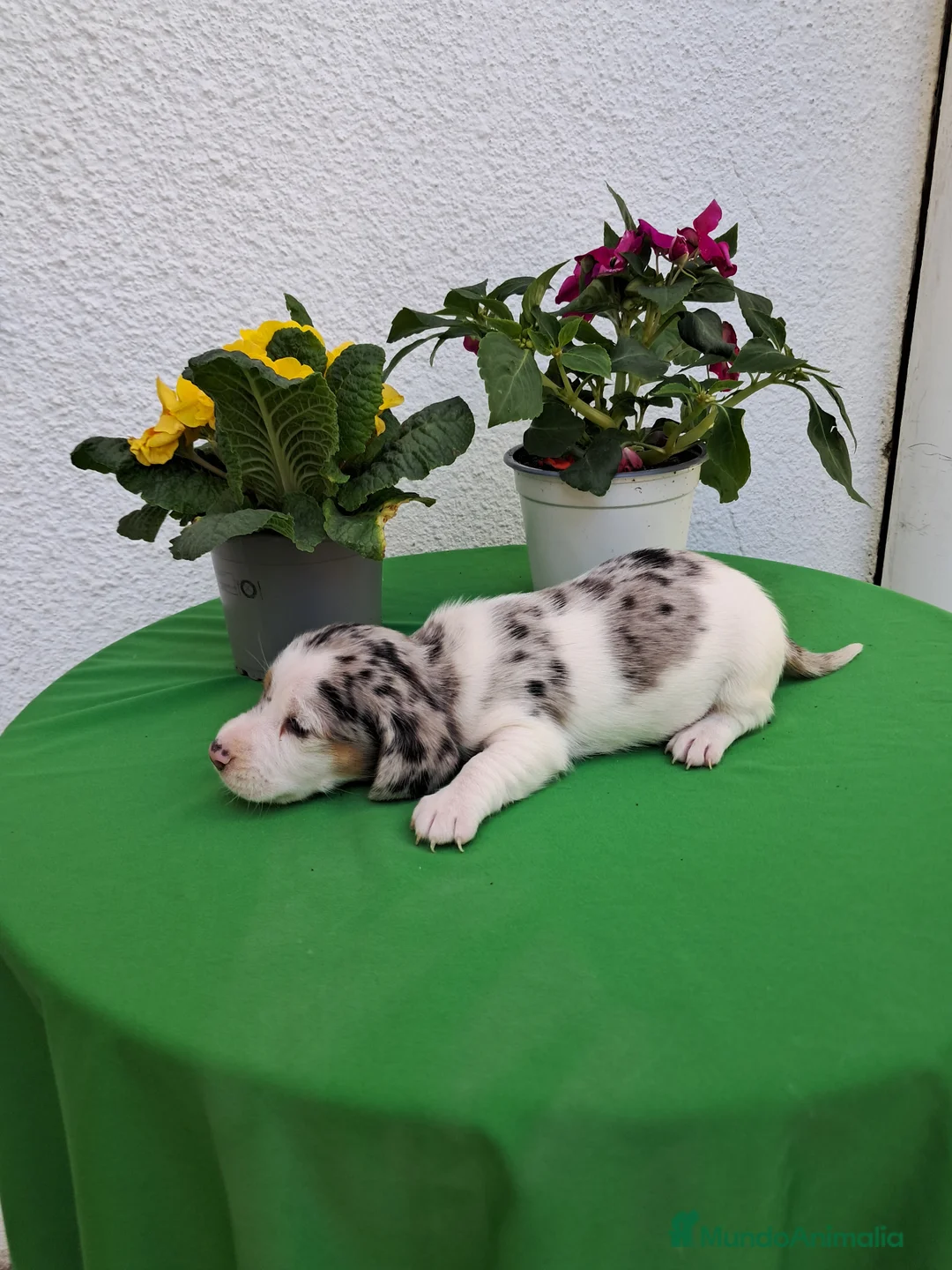 Teckel perros en venta: Teckel arlequin - Anuncio 5