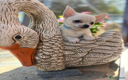 Chihuahua perros en venta: Chihuahua pelo corto fotos actuales  - Imagen 5