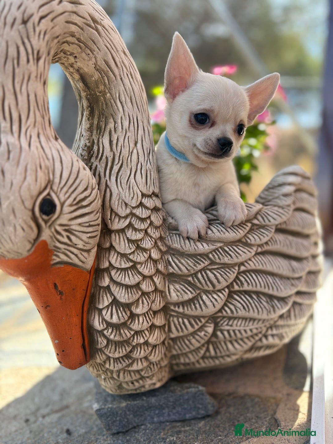 Chihuahua perros en venta: Chihuahua pelo corto fotos actuales  - Imagen 5