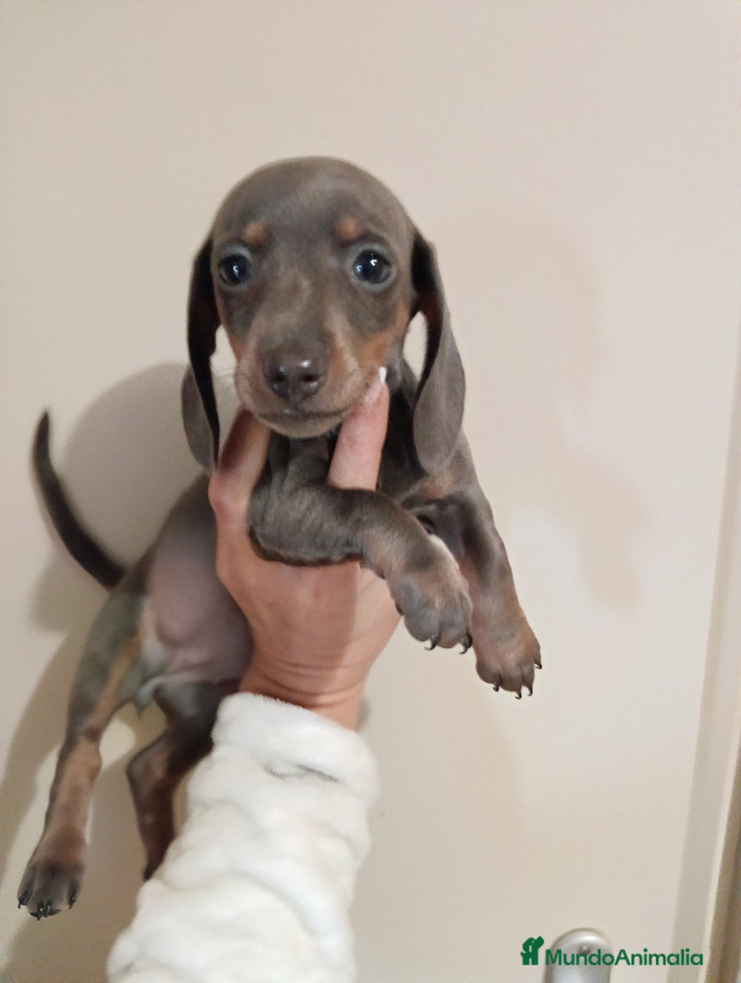 Teckel Miniatura perros en venta: Teckel miniatura - Anuncio 1