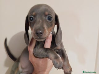 Teckel Miniatura perros Teckel miniatura - Anuncio 3