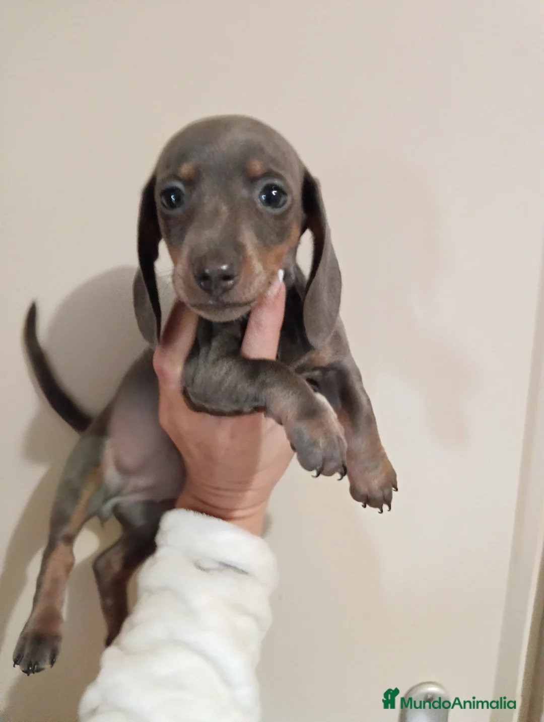 Teckel Miniatura perros en venta: Teckel miniatura - Anuncio 1