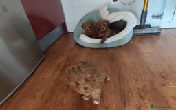 Caniche Toy perros en venta: Cachorrito Caniche toy rojo  - Imagen 2