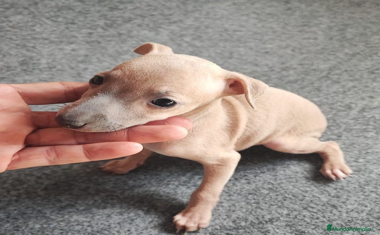 Pequeño Lebrel Italiano perros - Anuncio 2