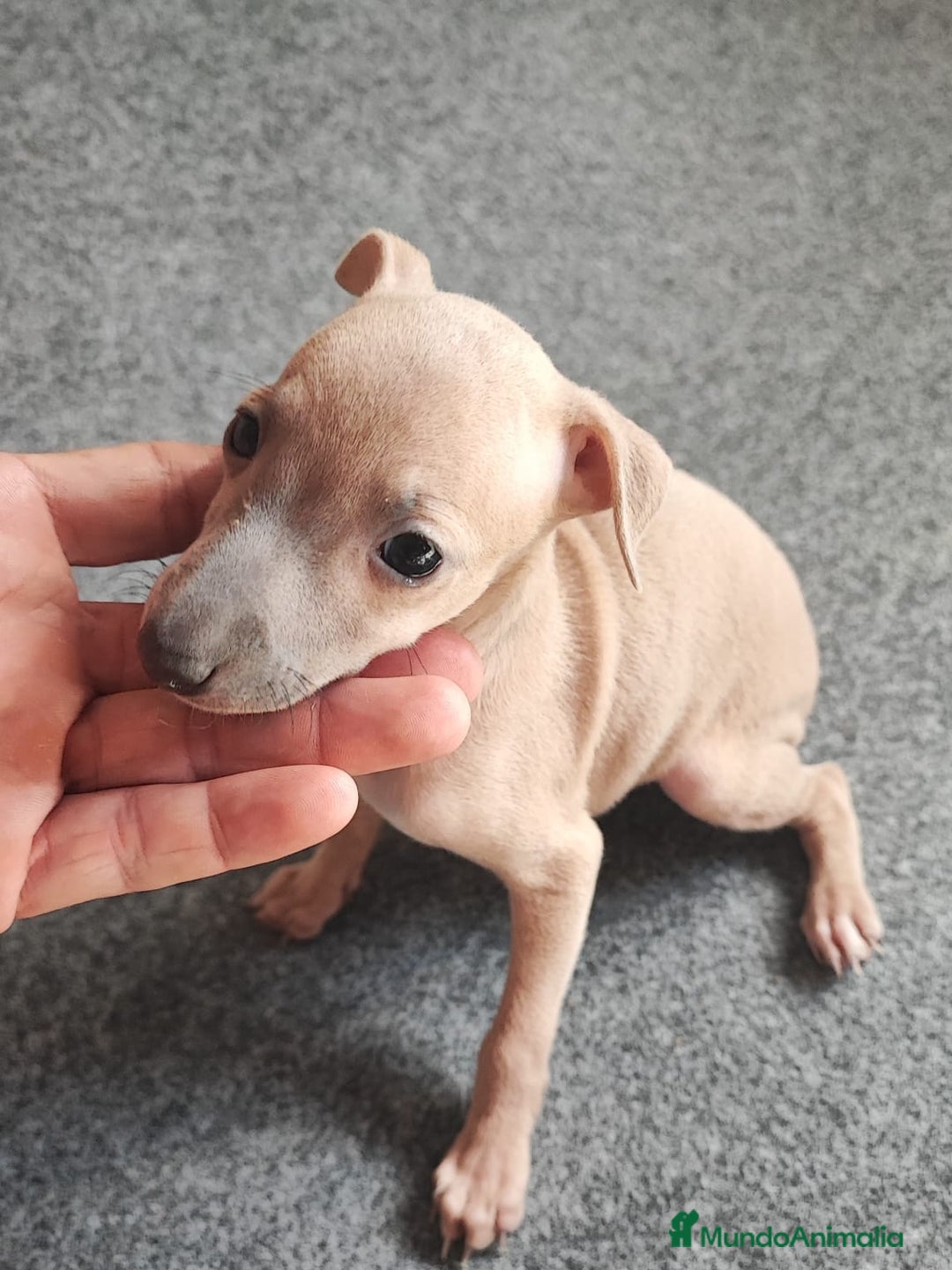 Pequeño Lebrel Italiano perros en venta: GALGA ITALIANA HEMBRA - Imagen 1