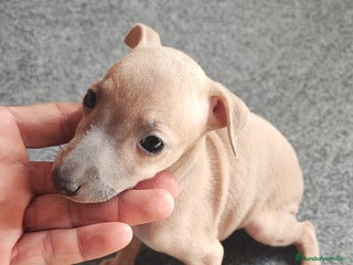 Pequeño Lebrel Italiano perros - Anuncio 4