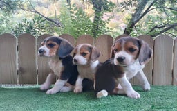 Beagle perros en venta: Beagle - Imagen 1