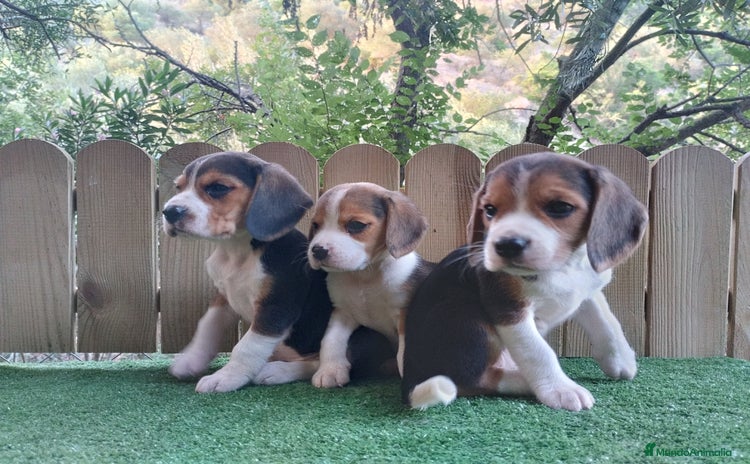 Beagle perros - Propaganda 1