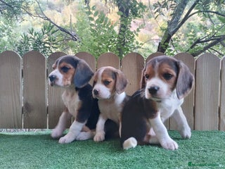 Beagle perros - Anuncio 1