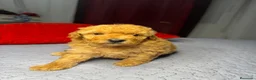 Caniche Toy perros en venta: Caniche toy  rojos y apricot - Anuncio 8