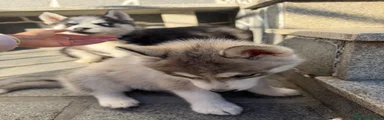 Husky Siberiano 1
