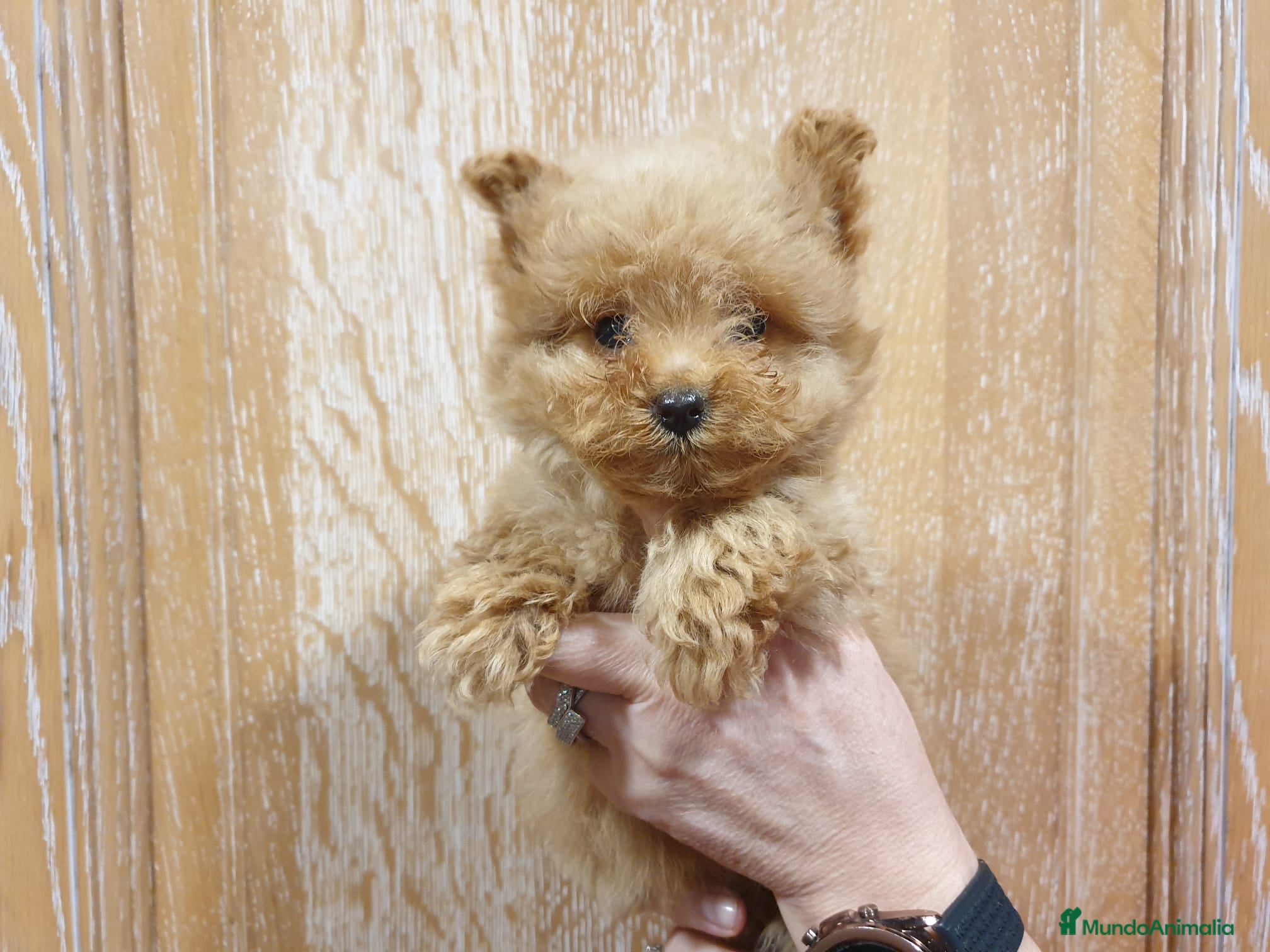 Otras razas gatos Preciosa camada de Pomapoo en Madrid - Anuncio 1