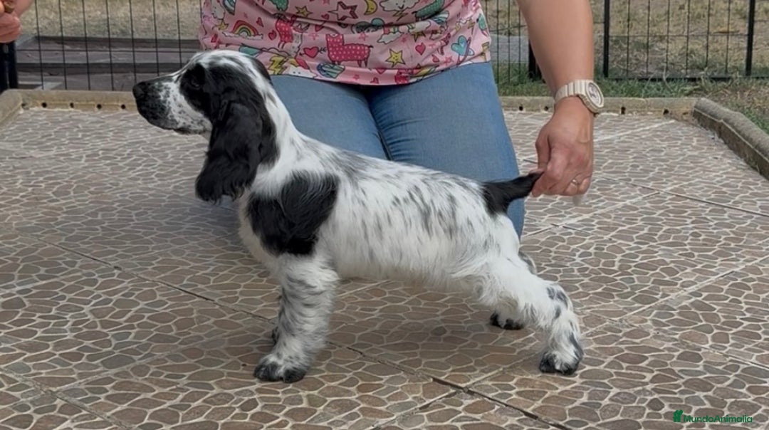 Cocker Spaniel Inglés perros en venta: Juguetones cocker spaniel ingles calidad - Imagen 7