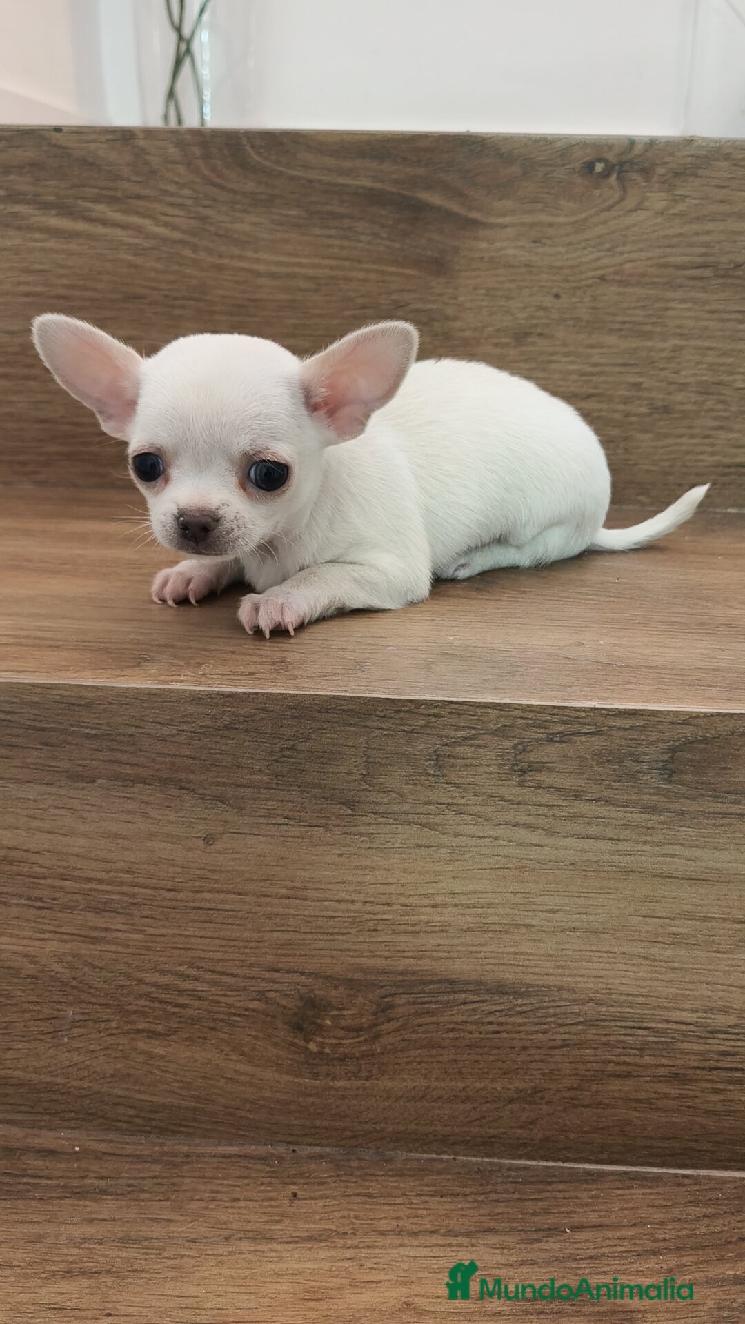 Chihuahua perros en venta: Chihuahua Toy  - Anuncio 7