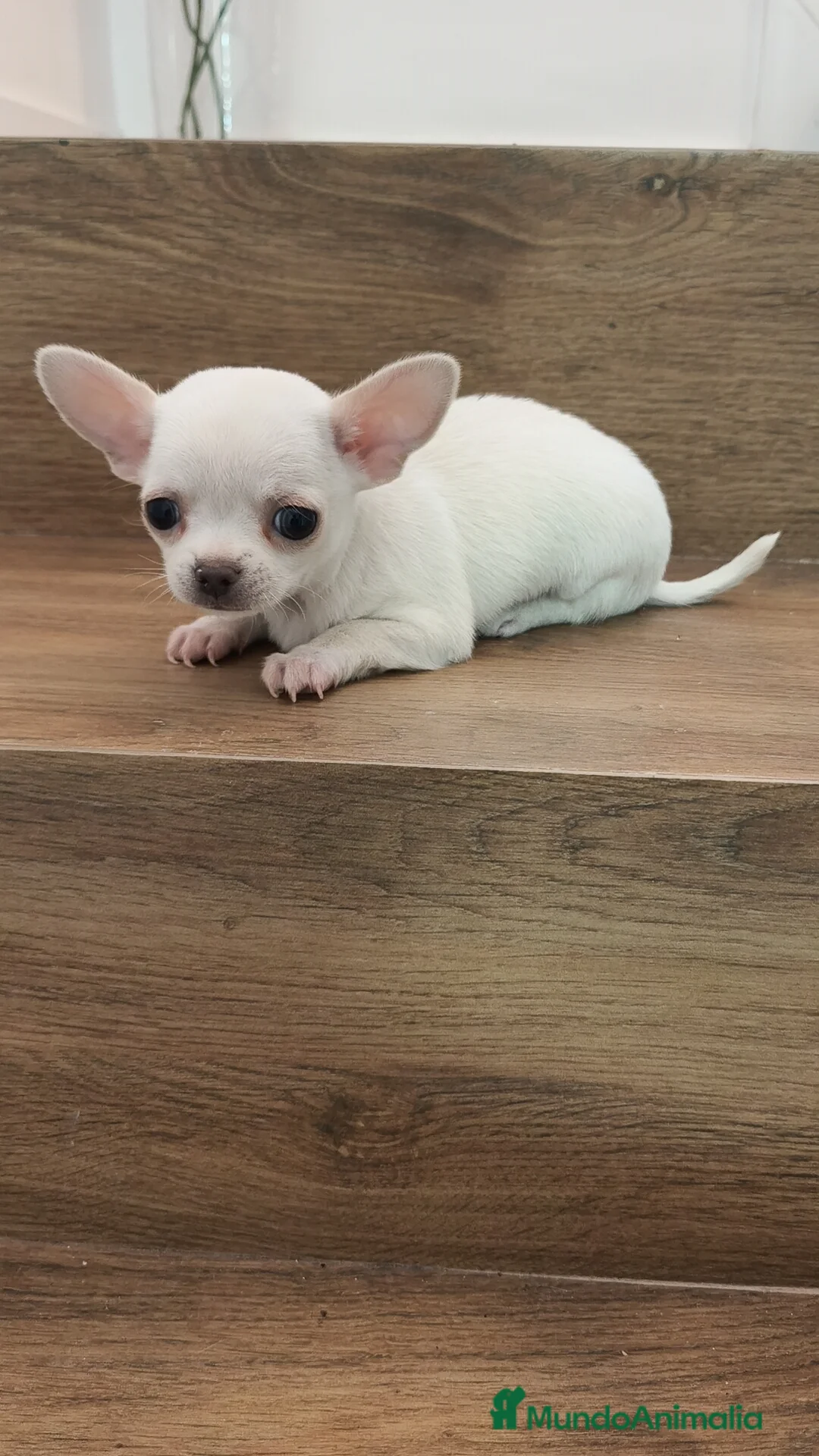 Chihuahua perros en venta: Chihuahua Toy  - Anuncio 7
