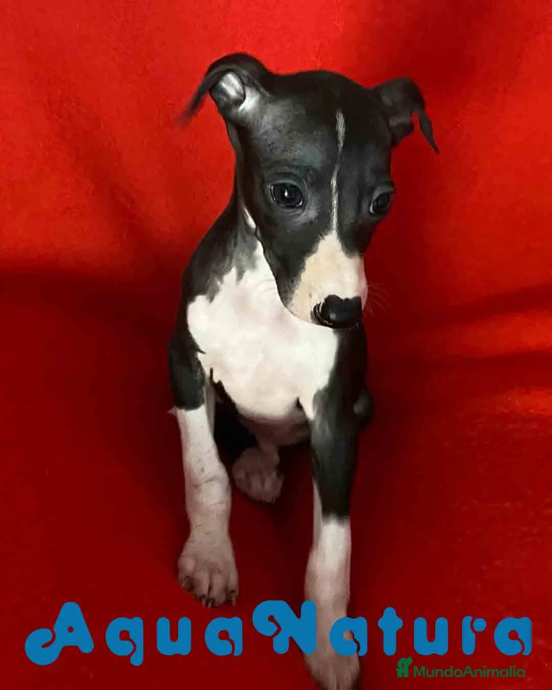 Pequeño Lebrel Italiano perros en venta:  Lebrel Italiano Macho 7345 de BN - AQUANATURA en Barcelona - Anuncio 2