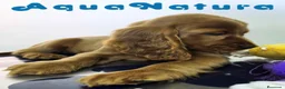 Cocker Spaniel Inglés perros en venta: Cocker Spaniel Hembra - Anuncio 7