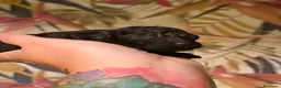 Caniche Toy perros en venta: Caniches toy - Anuncio 4