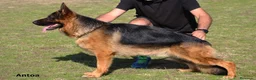 Pastor Alemán perros en venta: Cachorros pastor alemán  - Anuncio 4