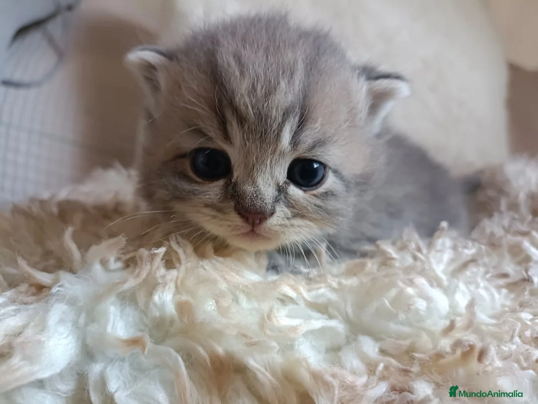 Británico de Pelo Corto gatos en venta: British en Barcelona - Anuncio 3