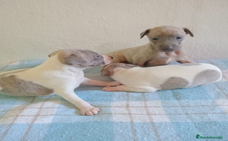 Whippet perros - Anuncio 1