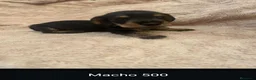 Teckel perros en venta: Teckel de máxima calidad  - Anuncio 8