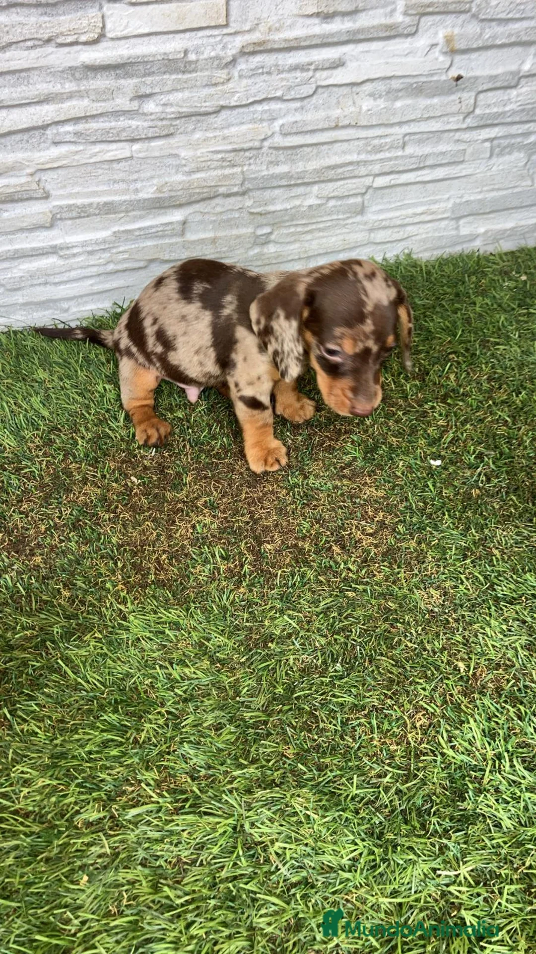 Teckel Miniatura perros en venta: Teckel mini  - Anuncio 2