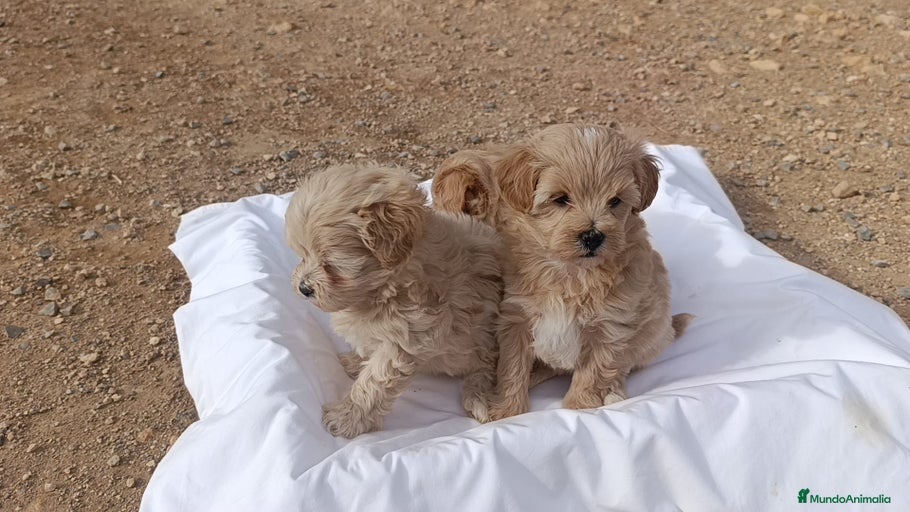 Imagen de galería {{count}}